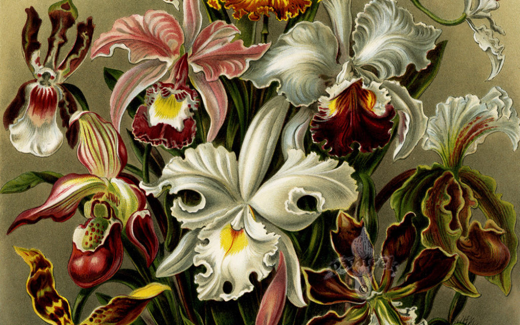 Orchids, Kunstformen der Natur, Haekel - the Anglerfish