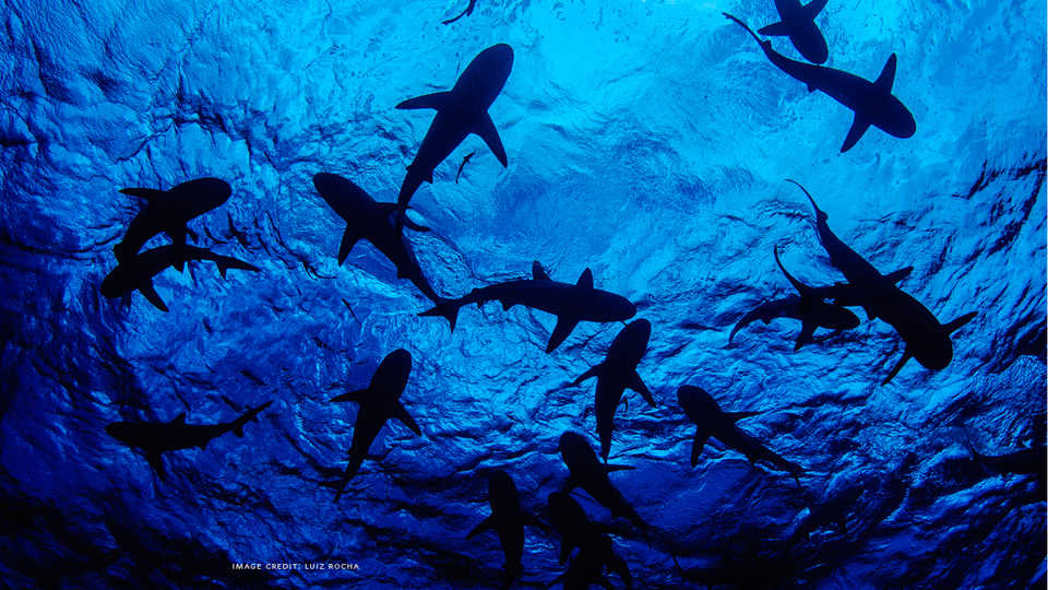 Sharktoberfest 2019 Cal Academy, Oct 3